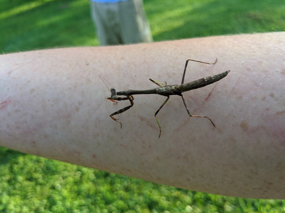 native praying mantis_Photo by Amanda Bratcher