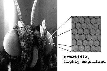 Magnified image of a butterflies eye.
