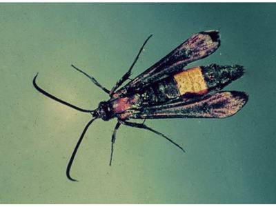 peachtree borer adult female_Photo by R.R. Kriner, Rutgers