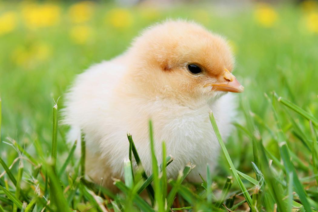 Image of baby chick in grass. 