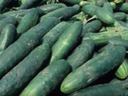 pile of cucumbers contributedphoto