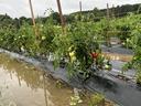 Tomato plants on stakes with green and red fruit in a flooded, plastic-mulched row