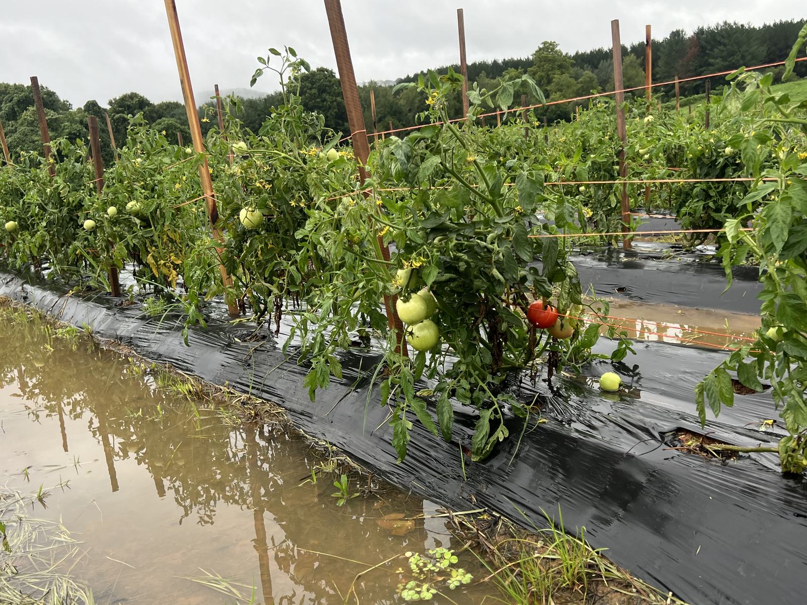NC Fresh Produce Safety | NC State Extension