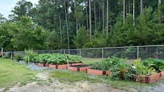 vegetables planted out in the garden