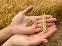 Two hands holding a wheat ear and loose wheat grains over a wheat field