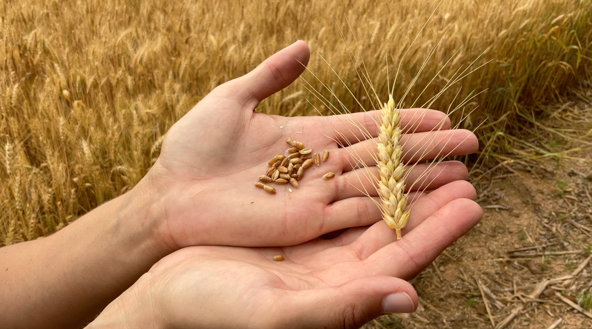 Two hands holding a wheat ear and loose wheat grains over a wheat field