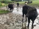 Black cows standing in a muddy, waterlogged pasture, one cow prominent in the foreground