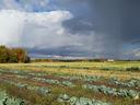 Rows of cabbage in a field under dark storm clouds and autumn trees.