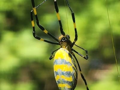 Joro spider North Carolina