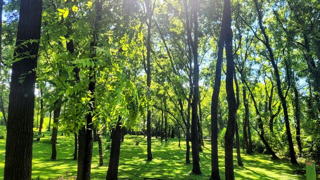 woodlands