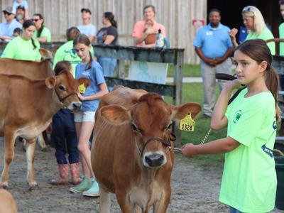 4-H youth with Diary Calves
