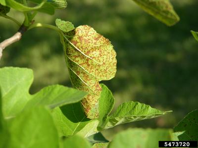 Leaf with brown speckled spots on stem; identification number 5473720