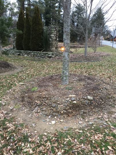 5th ave tree before root collar excavation 2