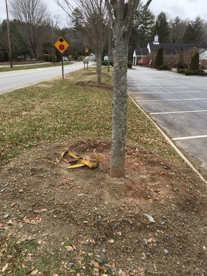 5th ave tree before root collar excavation 2