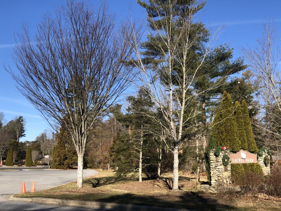 5th avenue after tree save after