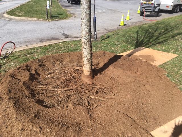 5th avenue tree save root collar excavation tree save 8