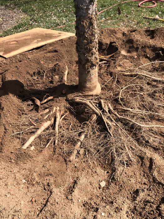 5th avenue tree save root collar excavation tree save 8