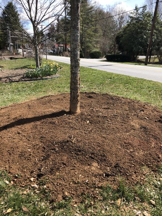 5th avenue tree save root collar excavation tree save 8