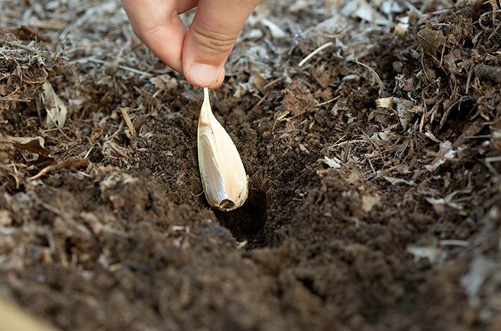 A garlic clove being planted in the ground.