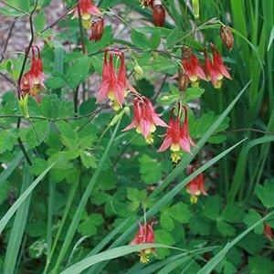 photo of columbine plant and flowers
