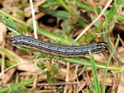 Striped caterpillar crawling on grass; text "Blake Layton MSU-ES" visible