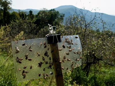 Brown marmorated stink bug trap