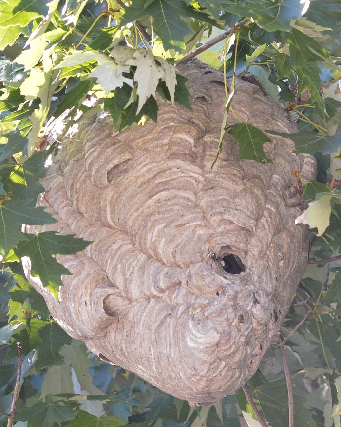 Large papery wasp nest hanging from tree branch, entrance hole with a visible wasp.