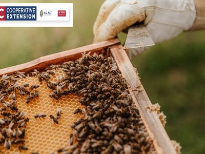 Beginning Beekeeping