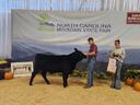 Ben Holland Steer