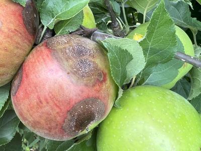 Bitter rot on 'Rome' apple fruit