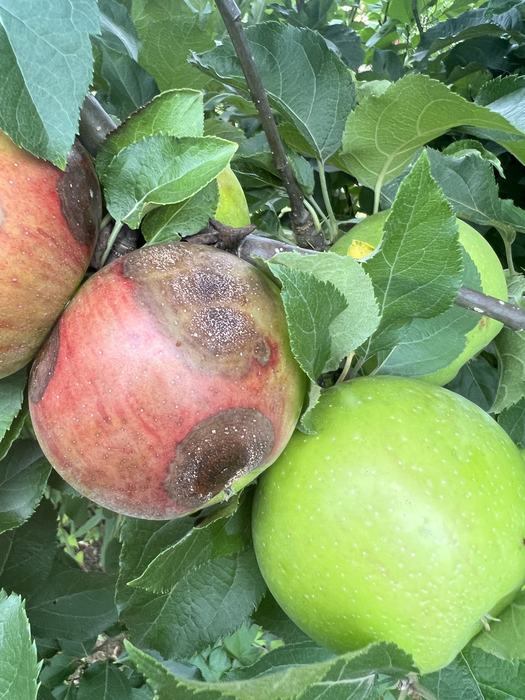 Bitter rot on 'Rome' apple fruit