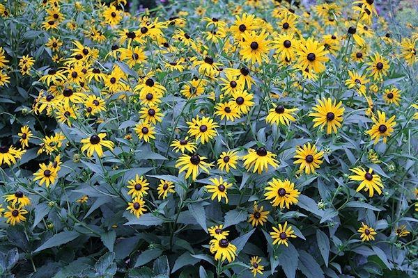 large black eye susan blooms. 