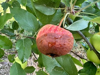 Bot Rot on apple fruit
