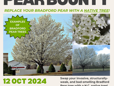 Bradford Pear Bounty on October 12th, 2024
