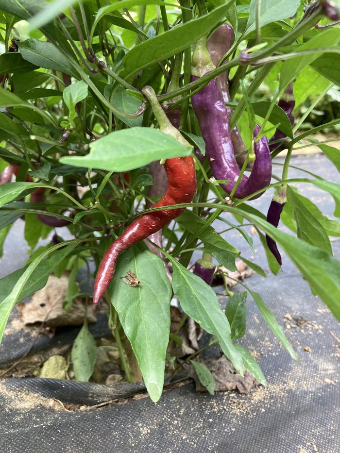 In Multi-Color - Bueana Mulata Hot Peppers