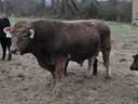 Bull