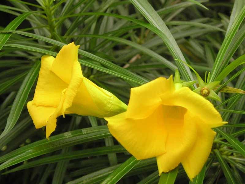Two yellow trumpet-shaped flowers among narrow green leaves