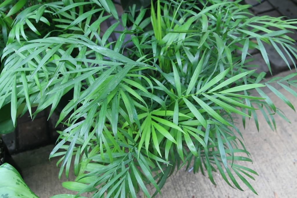 Parlor palm plant with thin green fronds in a pot on concrete