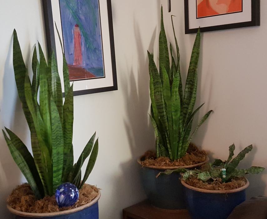 Three potted snake plants and one small potted plant on a table below framed art