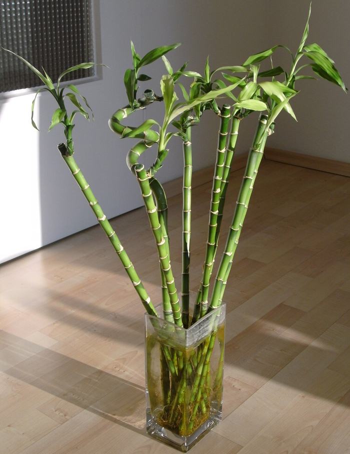 Lucky bamboo stalks in clear rectangular vase with visible roots on wood floor