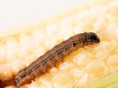individual armyworm