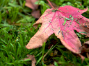 Leaf on Fall Lawn