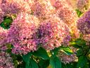 Pink and peach hydrangeas