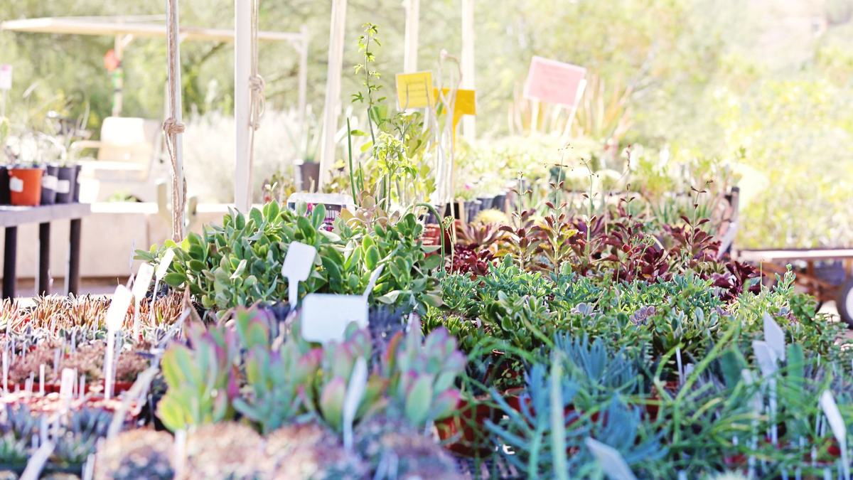 Various colorful plants and flowers
