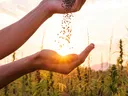 Flower Seeds