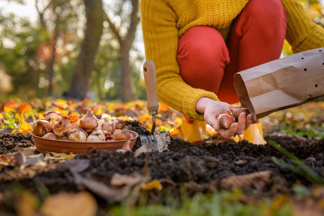 A woman plants bulbs.