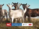 goats