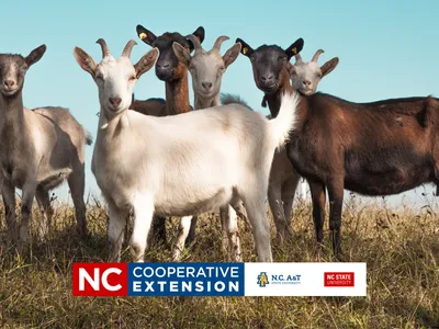 goats