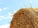 Hay and Livestock Assistance Form from NCDA&CS and NC State Extension to assist farmers with Hurricane Helene recovery efforts.