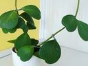 Potted vining plant with large heart-shaped green leaves in a white pot on a shelf